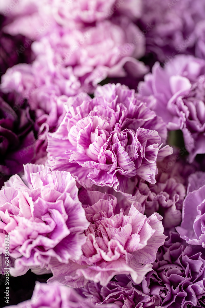 Obraz premium beautiful carnations flowers in a vase on a table . Bouquet of dark violet, purple and pink multicolor flower. Decoration of home. Floral texture, Wallpaper.