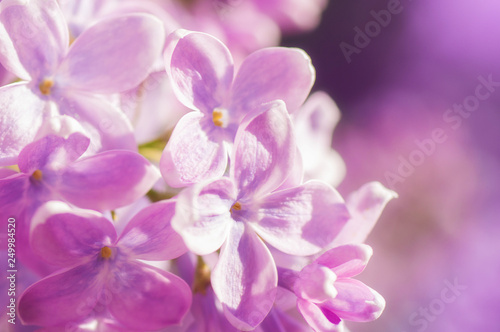 closeup ultraviolet flower. floral spring background. picture with soft focus © ver0nicka