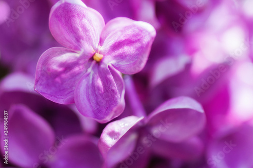 closeup ultraviolet flower. floral spring background. picture with soft focus