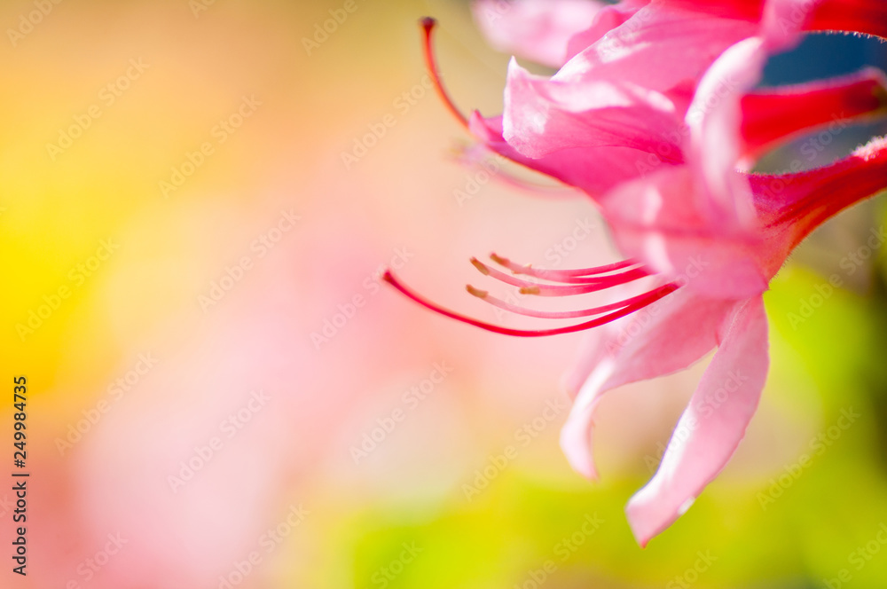 closeup flower. floral spring background. picture with soft focus