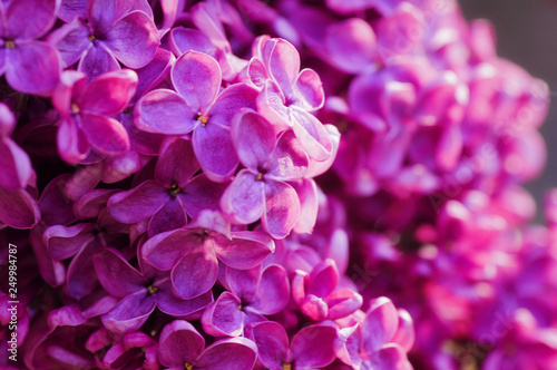 Fototapeta Naklejka Na Ścianę i Meble -  closeup ultraviolet flower. floral spring background. picture with soft focus