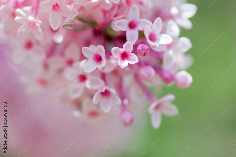 closeup ultraviolet flower. floral spring background. picture with soft focus closeup ultraviolet flower. floral spring background. picture with soft focus
