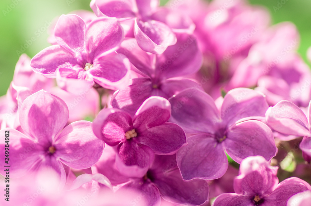 closeup ultraviolet flower. floral spring background. picture with soft focus