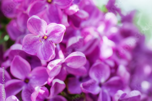closeup ultraviolet flower. floral spring background. picture with soft focus © ver0nicka