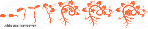 Silhouette of life cycle of pumpkin plant. Growth stages from seeding to flowering and fruit-bearing pumpkin plant with root system