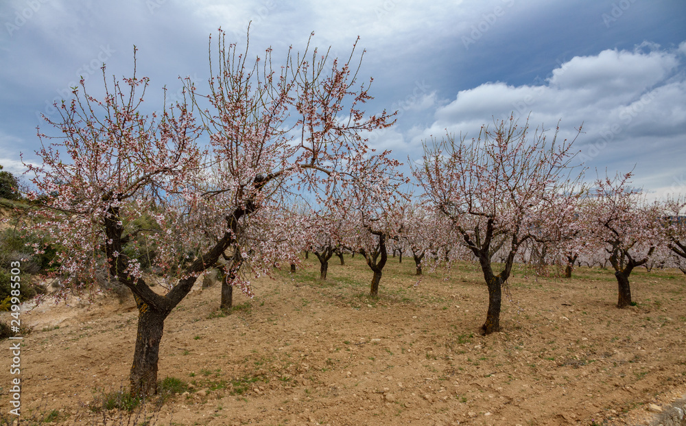 Almond trees in bloom against cloudy sky Almond trees in bloom against cloudy sky