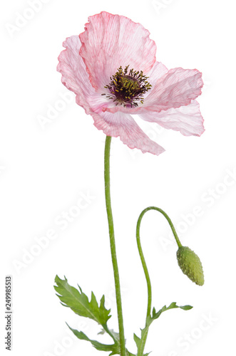 Single poppy isolated on white background.