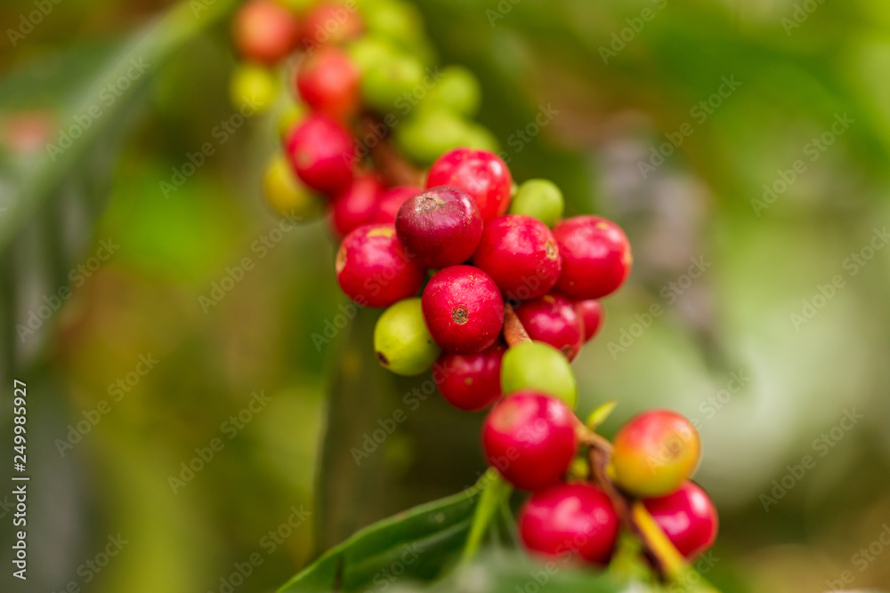 Coffee beans ripening on tree in North of thailand Coffee beans ripening on tree in North of thailand