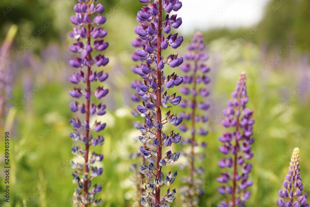 Blue lupins on a field Blue lupins on a field
