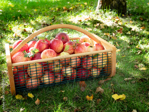 Basket of Ripe Apples on Grass Surrounded by Fallen Autumn Leaves