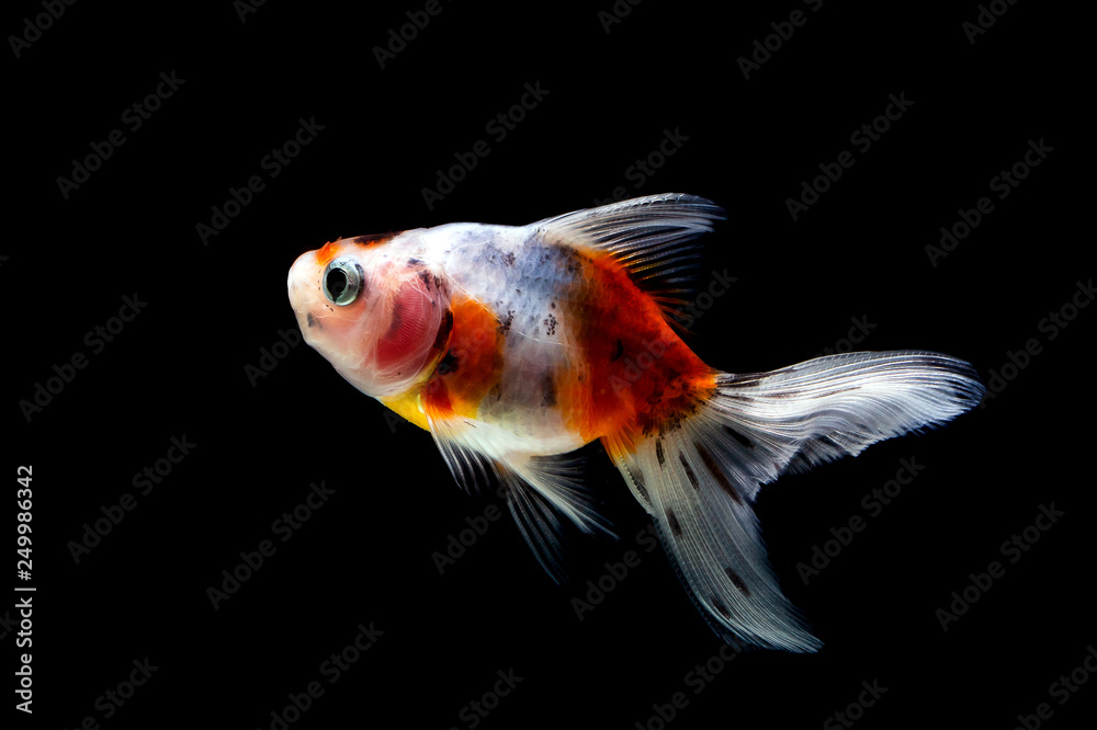 goldfish isolated on a dark black background