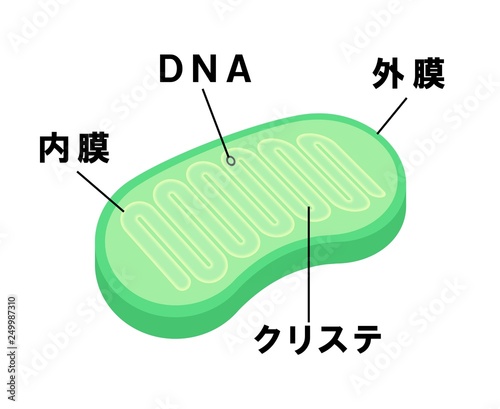 ミトコンドリア photo