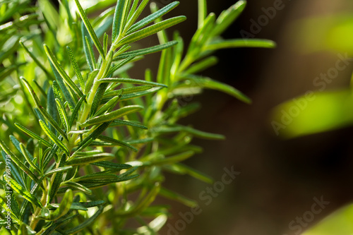 Fresh Rosemary Herb grow outdoor. Rosemary leaves Close-up.