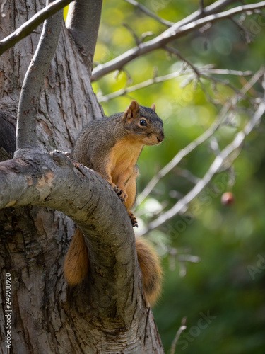 Red Squirrel Perched on a Tree Limb © tloventures