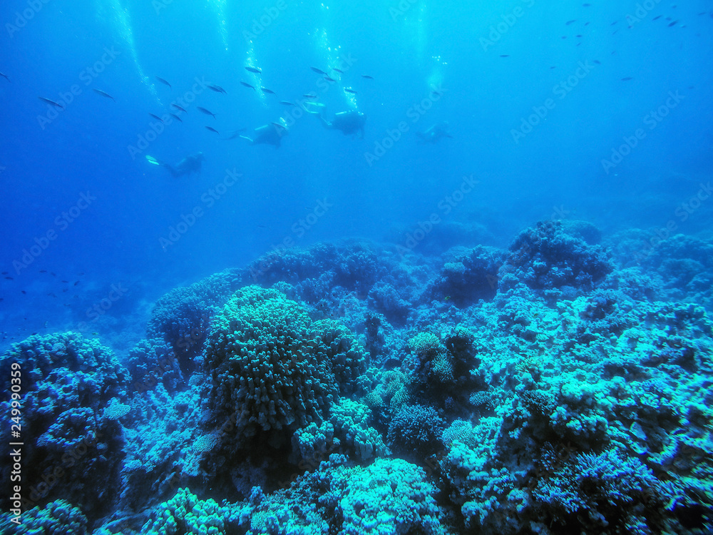  group of divers swimming under water. summer concept