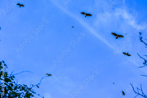 An American Black Vultures flying around in Miami, Florida
