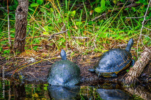 A Florida Cooter in Miami, Florida photo