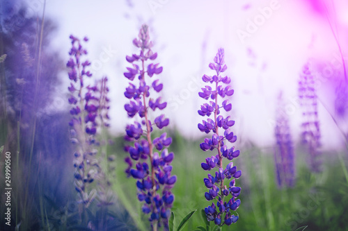 beautiful blue and violet lupines  in rural field at  sunrise  sunset . natural floral background