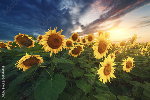 summer landscape. sunny field of sunflowers on sunset 