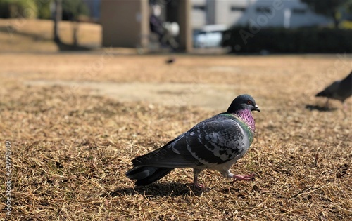 bird
