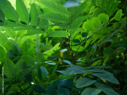 Wallpaper Mural Bush full of small green leaves Torontodigital.ca