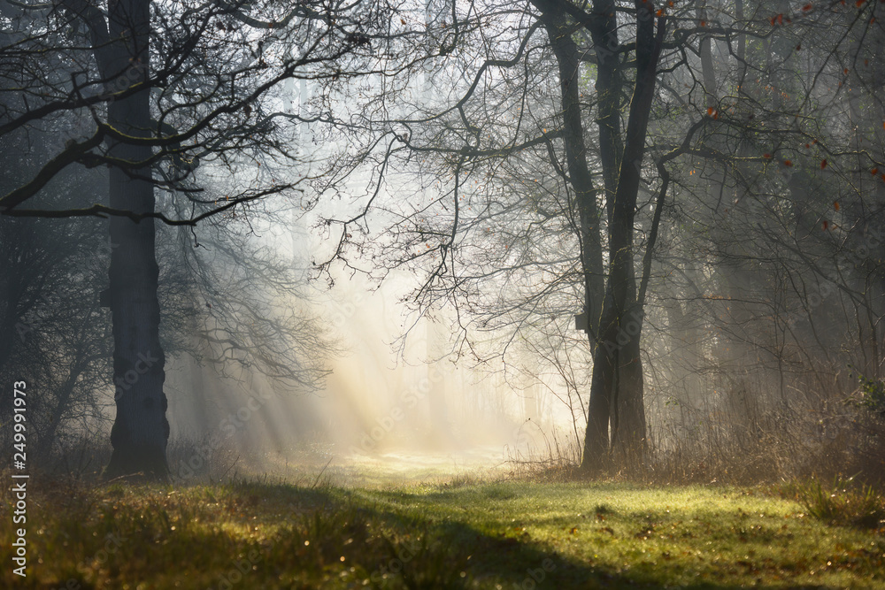 Magic mystical foggy forest with sunbeams in the morning - obrazy, fototapety, plakaty 