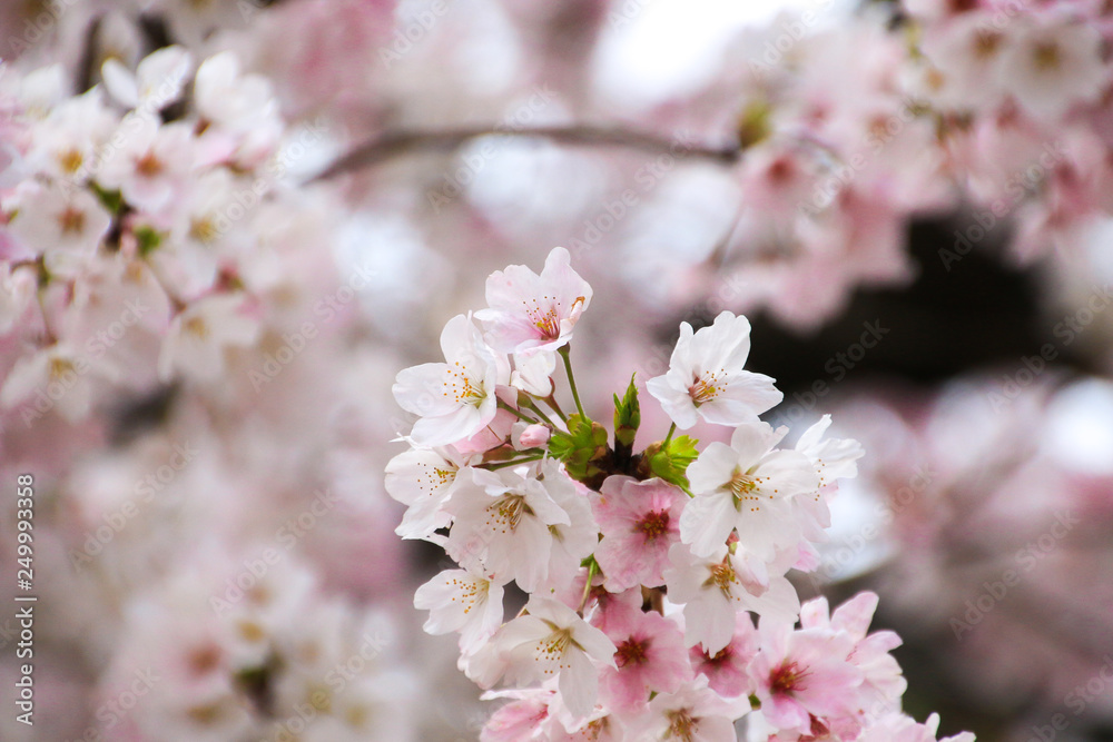 Naklejka premium 桜
