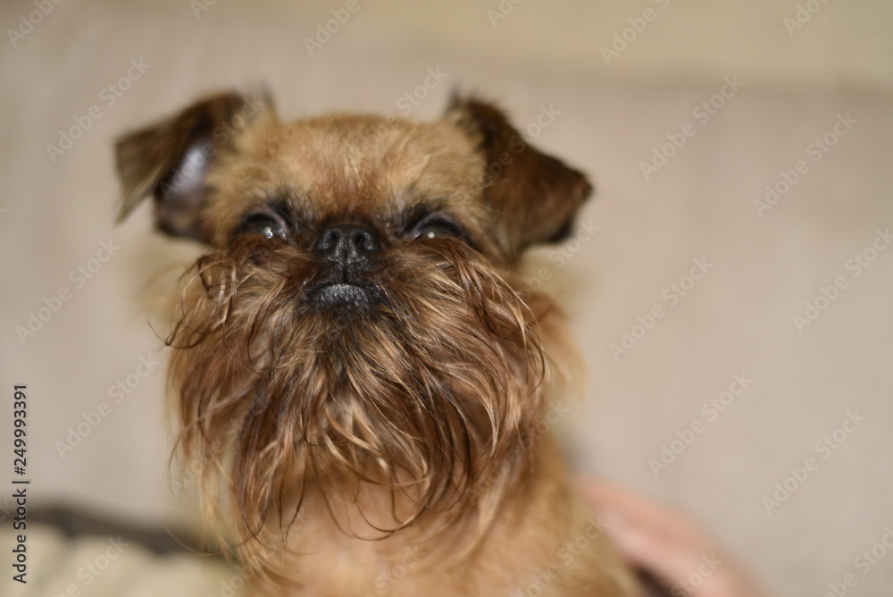 Brown mini dog, griffon, small dog Brown mini dog, griffon, small dog
