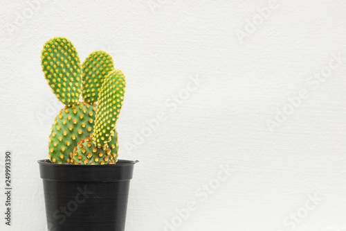 small cactus or succulent plants on white background with copy space.