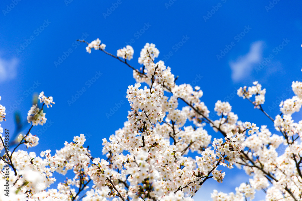 桜 桜