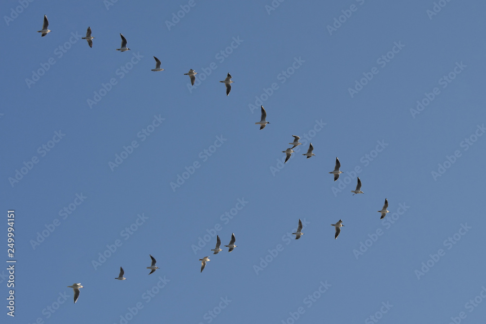 Flock of migrating birds flying in formation Flock of migrating birds flying in formation