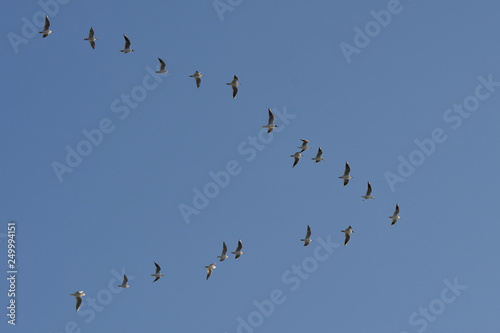 Flock of migrating birds flying in formation
