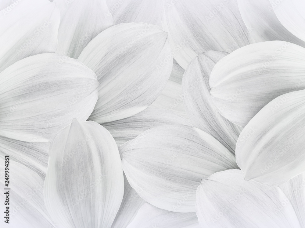 Fototapeta Floral white background. Petals of white daisy close up. Flower composition. Nature.