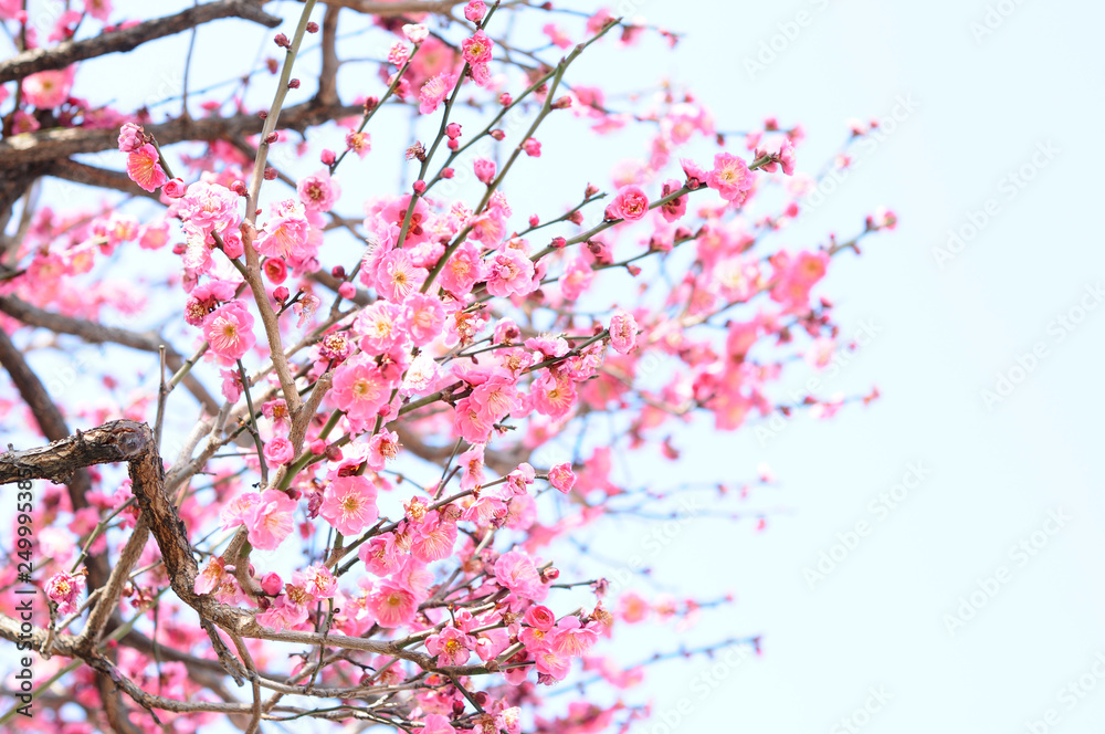 梅の花　ピンク