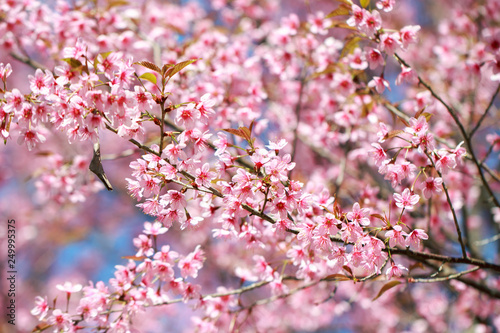 Wild Himalayan Cherry Blossoms in spring season (Prunus cerasoides), Sakura in Thailand, selective focus, Phu Lom Lo, Loei, Thailand. © jintana