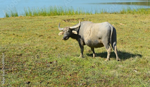 Fototapeta Naklejka Na Ścianę i Meble -  Thai buffalo