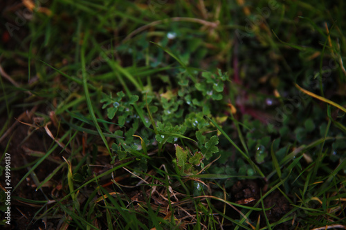 Little raindrops on the grass