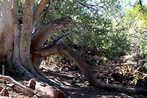 Riesiger Baum in der Landschaft von Afrika Namibia