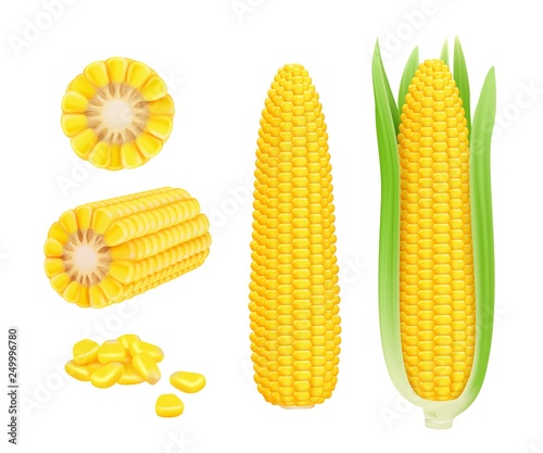 Corn cob realistic. Yellow canned fresh corn vegetables harvest sweetcorn vector template. Illustration of corn vegetable, realistic nutrition