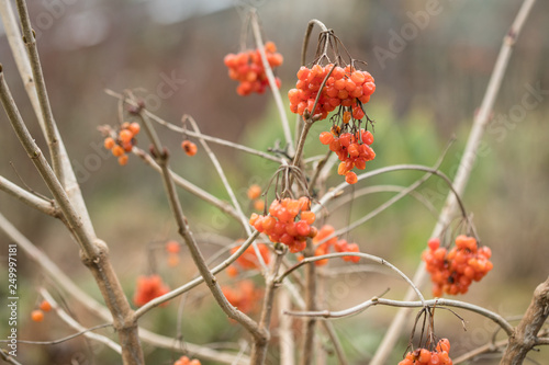 Trockene rot orange Beeren Früchte des gewöhnlichen Schneeball Viburnum Opulus Roseum im Winter Frühling Garten