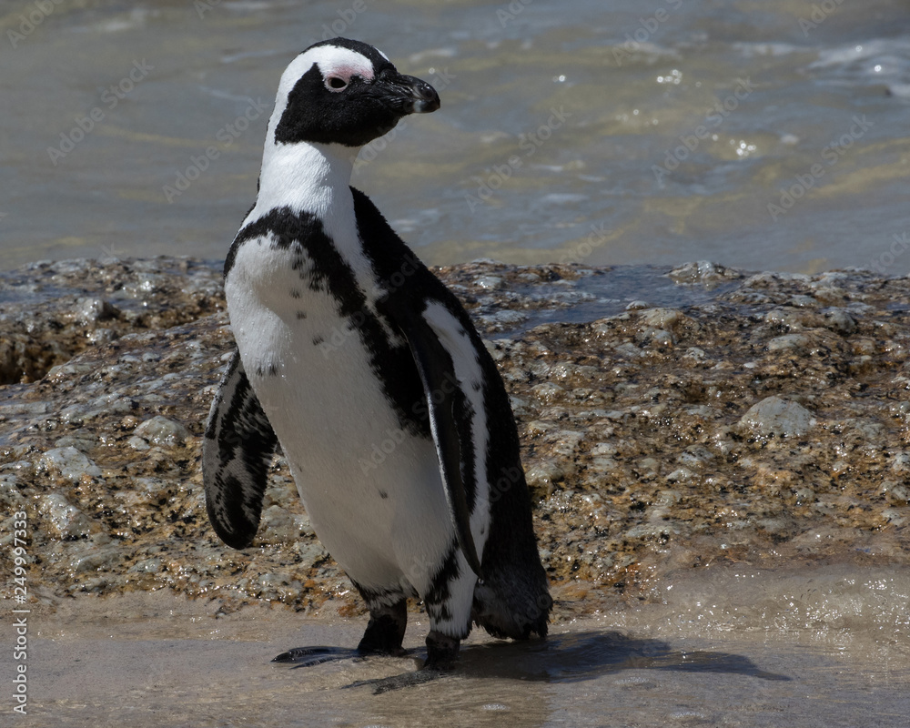 Obraz premium African Penguin (Spheniscus demersus) at Boulders Beach in Simon´s Town in Western Cape, South Africa