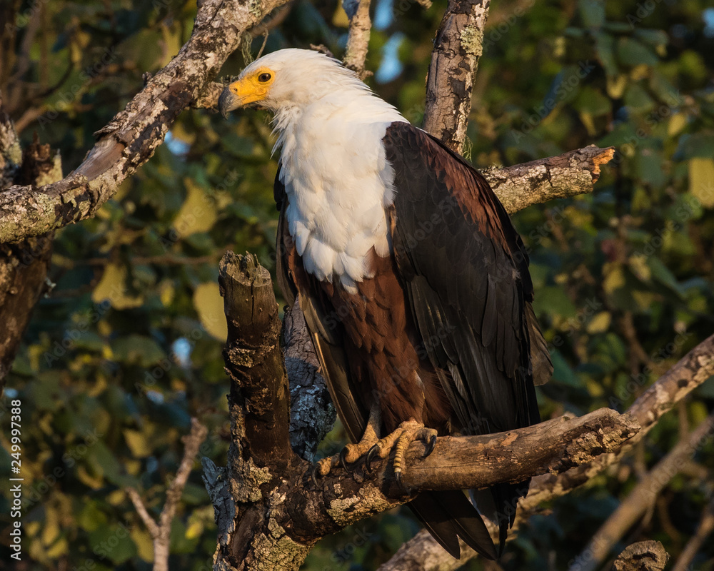 African Fish Eagle (Haliaeetus vocifer) sitting in a tree in iSimangaliso wetland park, St Lucia, Kwazulu-Natal, South Africa African Fish Eagle (Haliaeetus vocifer) sitting in a tree in iSimangaliso wetland park, St Lucia, Kwazulu-Natal, South Africa