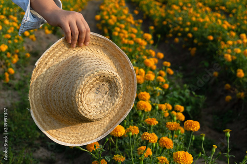 Gardeners hat in marigold plantation.