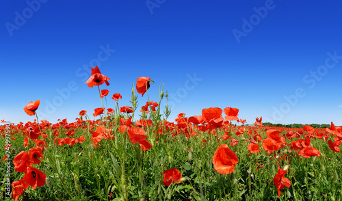 Idyllic view, meadow with red poppies