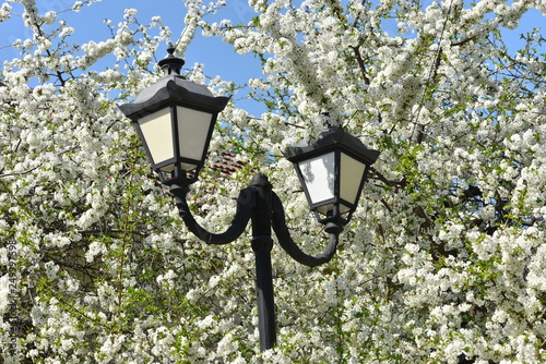 City street lamp on the background of the spring flowering of fruit trees.