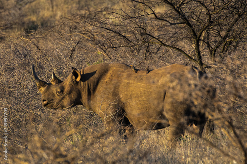 Black Rhinoceros (Diceros bicornis) or Hook-lipped Rhinoceros, with oxpecker on the back, in a game reserve in Eastern South Africa photo