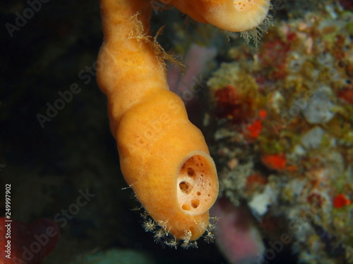 The amazing and mysterious underwater world of Indonesia, North Sulawesi, Bunaken Island, demosponge photo