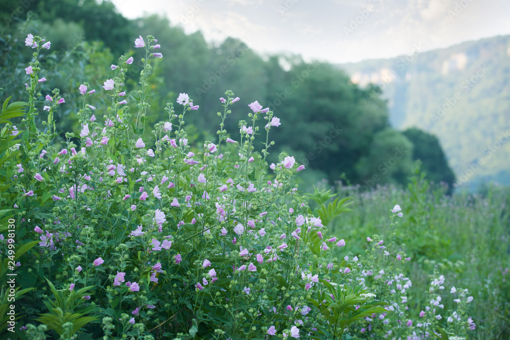 Field flowers lilac on the background of the forest. Field flowers lilac on the background of the forest.