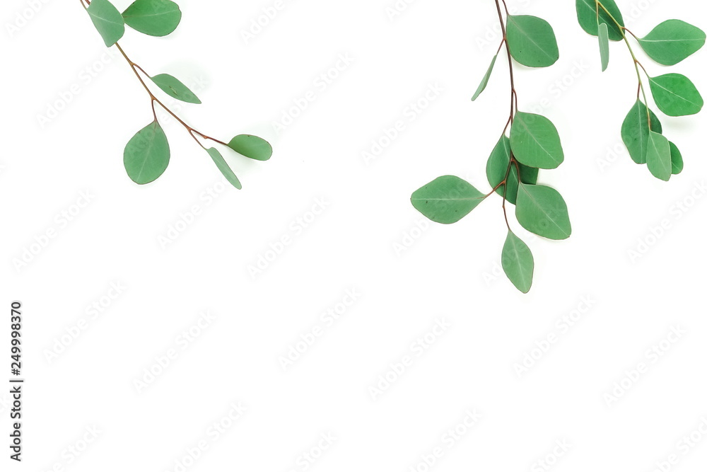 green eucalyptus branches herbs, leaves,  plants on white background top view. copy space. flat lay