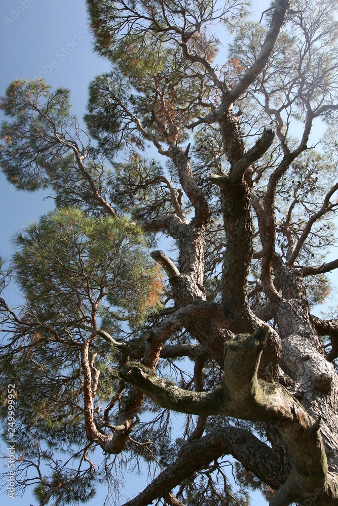 old pine against the sky old pine against the sky